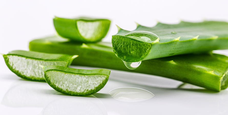 Aloe Vera