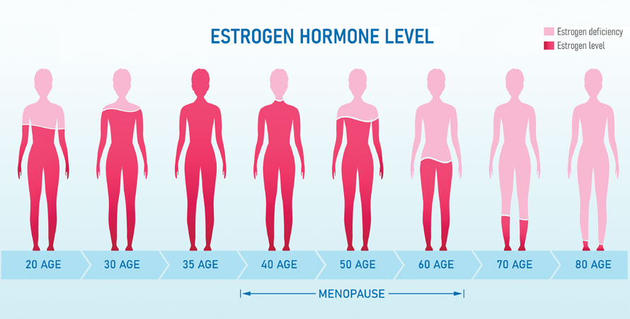 Estrogen Contribution To Perimenopause